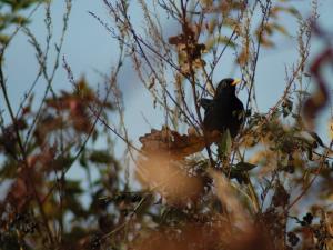 Prepoved obrezovanja mejic po 1. marcu 2015